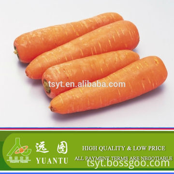 fresh carrot asian fresh vegetables and fruits